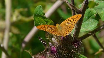 Kaisermantel sitzt auf einer Blume (c) Pixabay