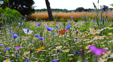 Schmetterlingsgarten