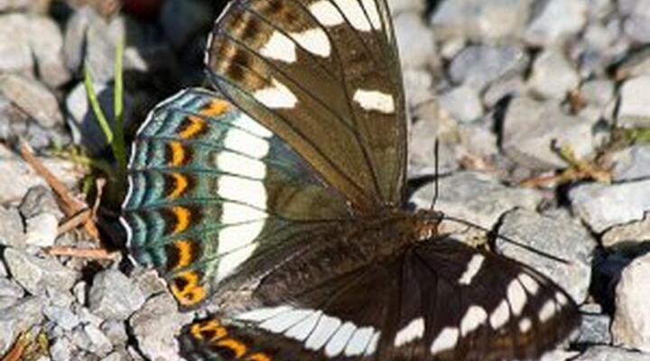 Schmetterling Eisvogel