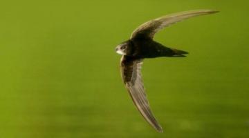 Mauersegler im Flug