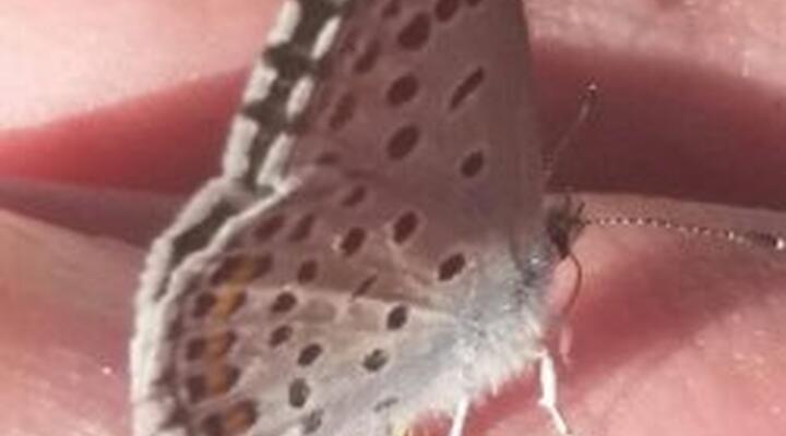 Thymian Bläuling von Sylvia Brandtner © Thymian Bläuling von Sylvia Brandtner Schmetterling Thymian Blaeuling