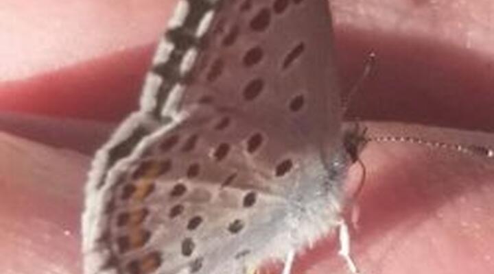 Schmetterling Thymian Blaeuling