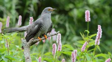 Kuckuck im Freien © D. Yakubovicht / Shutterstock.com Kuckuck im Freien