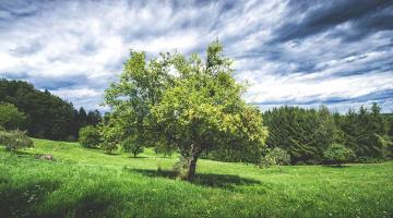 Lebensraum Streuobstwiese © Blühendes Österreich / Alex Papis Lebensraum Streuobstwiese