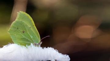 Schmetterlinge ueberwintern: Zitronenfalter