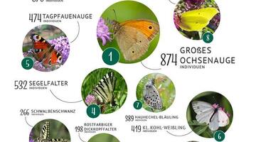 schmetterlingszaehlung-die-haeufigsten © Blühendes Österreich App