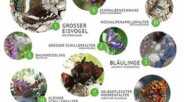 schmetterlingszaehlung-die-schoensten © Blühendes Österreich App