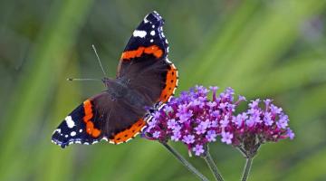 Schmetterling Admiral Falter