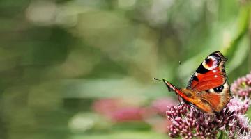 Insektensterben Tagpfauenauge