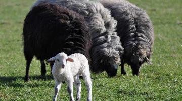 seltene Nutztierrassen Alpines Steinschaf