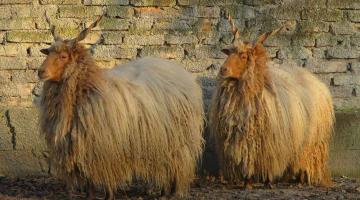 zackelschaf-pixabay © (c) pixabay.com / Zackelschaf seltene Nutztierrassen Zackelschaf
