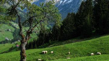 brennnessel bergland
