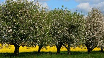 brennnessel-streuobst © Helmut Jungclaus/pixabay.com Streuobstwiese