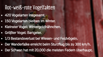 Vogelfakten 2 © Bild von messenjah/Istock.com / Grafik von Blühendes Österreich Vogelfakten