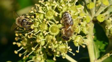 Vervielfalter Efeu edera helix