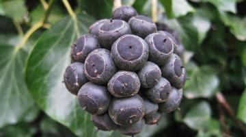 vervielfalter_efeu_fruechte © (c) pixabay.com Vervielfalter Efeu edera helix
