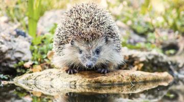 Igel beim Wasser