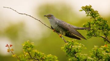 Kuckuck. (c) Shutterstock / Myria Wildlife © Shutterstock / Myria Wildlife Kuckuck. -Zugvoegel im Fruehling