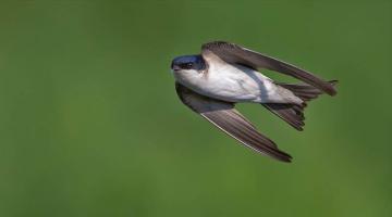 Mehlschwalben haben im Gegensatz zu Mauerseglern eine helle Unterseite © Shutterstock / Nick Vorobey Mehlschwalbe - Zugvoegel im Fruehling