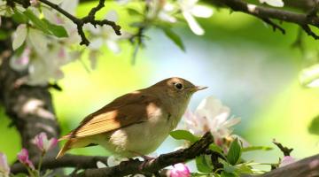 Nachtigall. © Shutterstock / Borislav Borisov Nachtigall - Zugvoegel im Fruehling