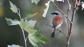 Neuntöter © Pixabay Neuntoeter - Zugvoegel im Fruehling