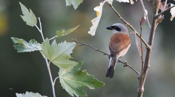 Neuntoeter - Zugvoegel im Fruehling