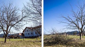 Obstbaumschnitt_vorher_nachher © Blühendes Österreich / Alex Papis vorher - nachher Obstbaumschnitt Streuobstwiese