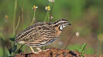 Wachtel © Shutterstock / Nuwat Phansuwan Wachtel - Zugvoegel im Fruehling