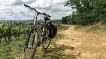 Fahrrad am Rand eines Weingartens