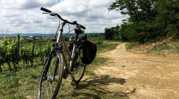 Fahrrad am Rand eines Weingartens