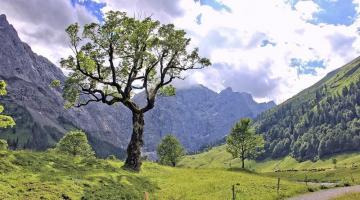 holz_baum-berge © (c) pixabay.com holz