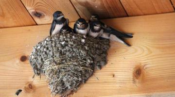 Rauchschwalben-Nest an einer Holzwand mit Vögeln