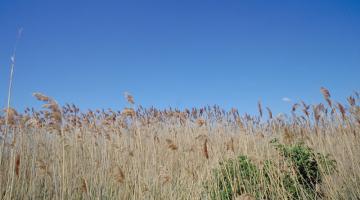 (c) Archiv Nationalpark Neusiedler See - Seewinkel © (c) Archiv Nationalpark Neusiedler See - Seewinkel