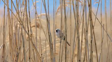 Schilf und Bartmeise im NP Neusiedler See Seewinkel