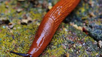 nuetzlinge und schaedlinge Nacktschnecke