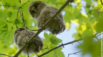 Eulen Ästlinge © Wildnisgebiet Dürnstein/C. Leditznig Eulen Ästlinge