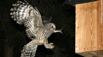 Eule mit Beute © Wildnisgebiet Dürnstein/C. Leditznig Eule mit beute