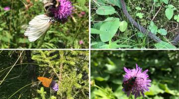 Oben: Baum-Weißling, Hummel, Kreuzotter
Unten: Großer Perlmutfalter, Widderchen (c) Ch Schwann © Oben: Baum-Weißling, Hummel, Kreuzotter
Unten: Großer Perlmutfalter, Widderchen (c) Ch Schwann