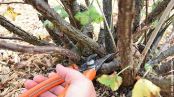 Obstbaumschnitt_6 © Julia Engelbrechtsmüller Schnitt von Beerensträuchern an der Basis, Hand mit Gartenschere