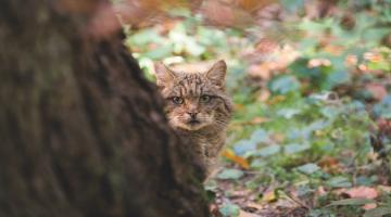 Wildkatze hinter Baum
