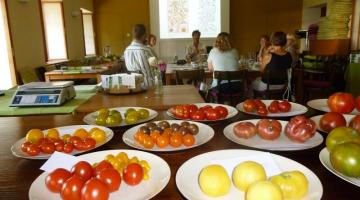 Alte Tomatensorten stellen sich vor (c) Stefan Agnezy © Alte Tomatensorten stellen sich vor (c) Stefan Agnezy