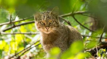Wildldkatze (c) NP Thayatal M.Graf © Wildldkatze (c) NP Thayatal M.Graf