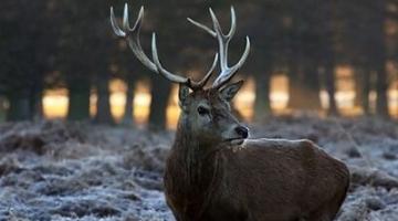 Hirsch im Freien