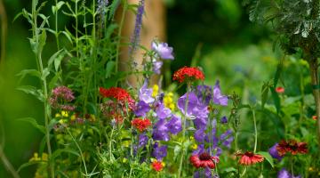Blütenreiche Staudenbeete im Garten bereichern die Vielfalt © Alexander Haiden/Natur im Garten Blütenreiche Staudenbeete