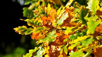 Blätter im Herbst