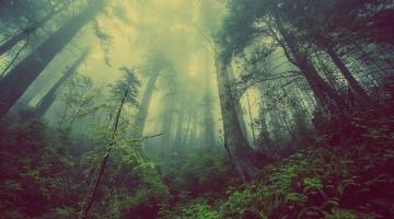 wald_mystisch © Free-Photos/pixabay.com (CC0) mystisch, Laubwald mit Bodennebel