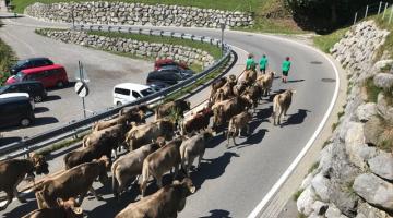 Die Kühe kommen von der Alm. Auch ihr Almsommer hat ein Ende. © Christina Schwann Die Kühe kommen von der Alm. Auch ihr Almsommer hat ein Ende.