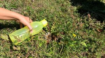 Silberdistel Experiment 1: Wasser auf die Distelblüte