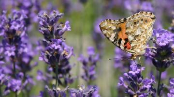 Distelfalter auf Lavendel