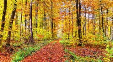 Laubwald im Herbst (c) Pixabay © Laubwald im Herbst (c) Pixabay